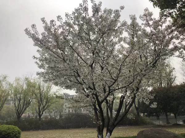 深圳知名刑事律師為您講解鑒定意見排除規(guī)則的認定